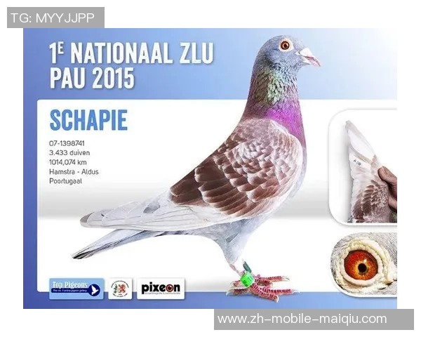 荷兰与智利比赛数据分析及关键统计信息全面解读